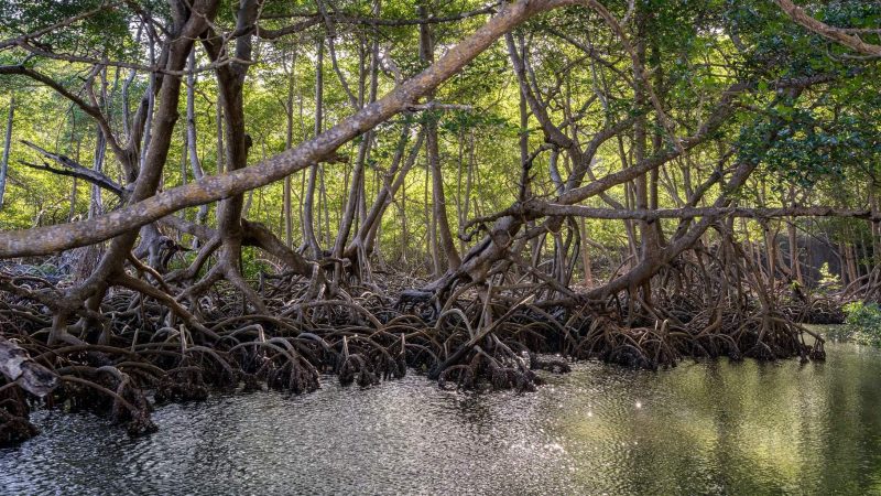 uae-mangrove-plants