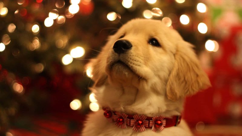 Dubai To Have A Dog-Friendly Christmas Market This Year