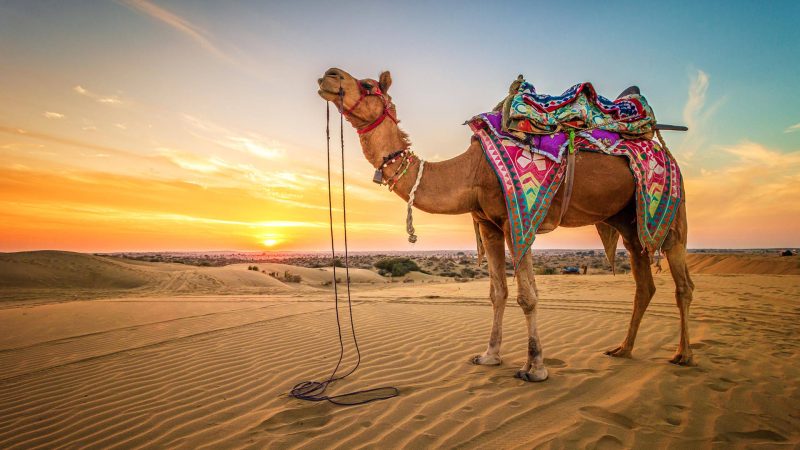 A Camel Beauty Competition Happening In The UAE This Week