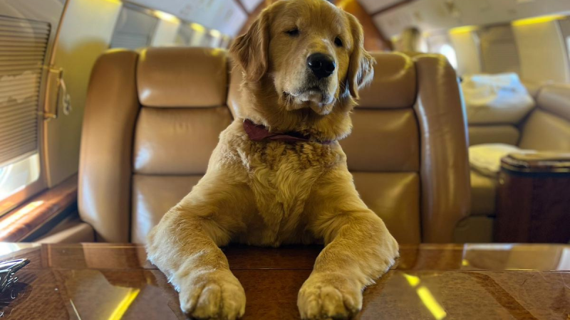 You Can Now Take Your Dog To The UK On A Private Jet For Dhs36,445